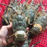 Tôm hùm tươi 3-4 con/1kg