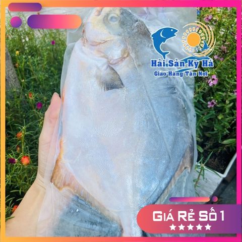 Cá Chim Trắng Vây Vàng