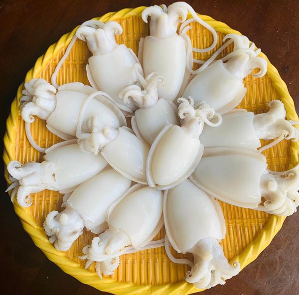  Mực Nang Baby Ocean Gems 800gr 