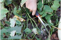 Bộ Dụng Cụ Làm Vườn 9 Món Chuyên Nghiệp, Bền, Đẹp