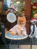  Đầm Spring Season Ribbon I Am Dog 