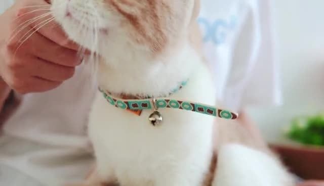  Vòng cổ nhựa cho mèo nhiều màu Touchcat 
