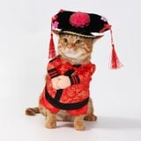  Đồ hoá trang hoàng hậu 