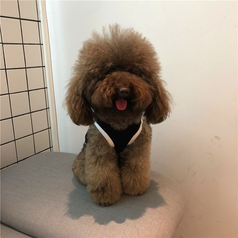  Áo thun Stussy cho thú cưng 