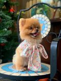  Đầm Spring Season Ribbon I Am Dog 