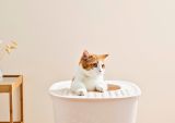  Nhà vệ sinh cho mèo cửa trên cho mèo kèm xẻng Richell 