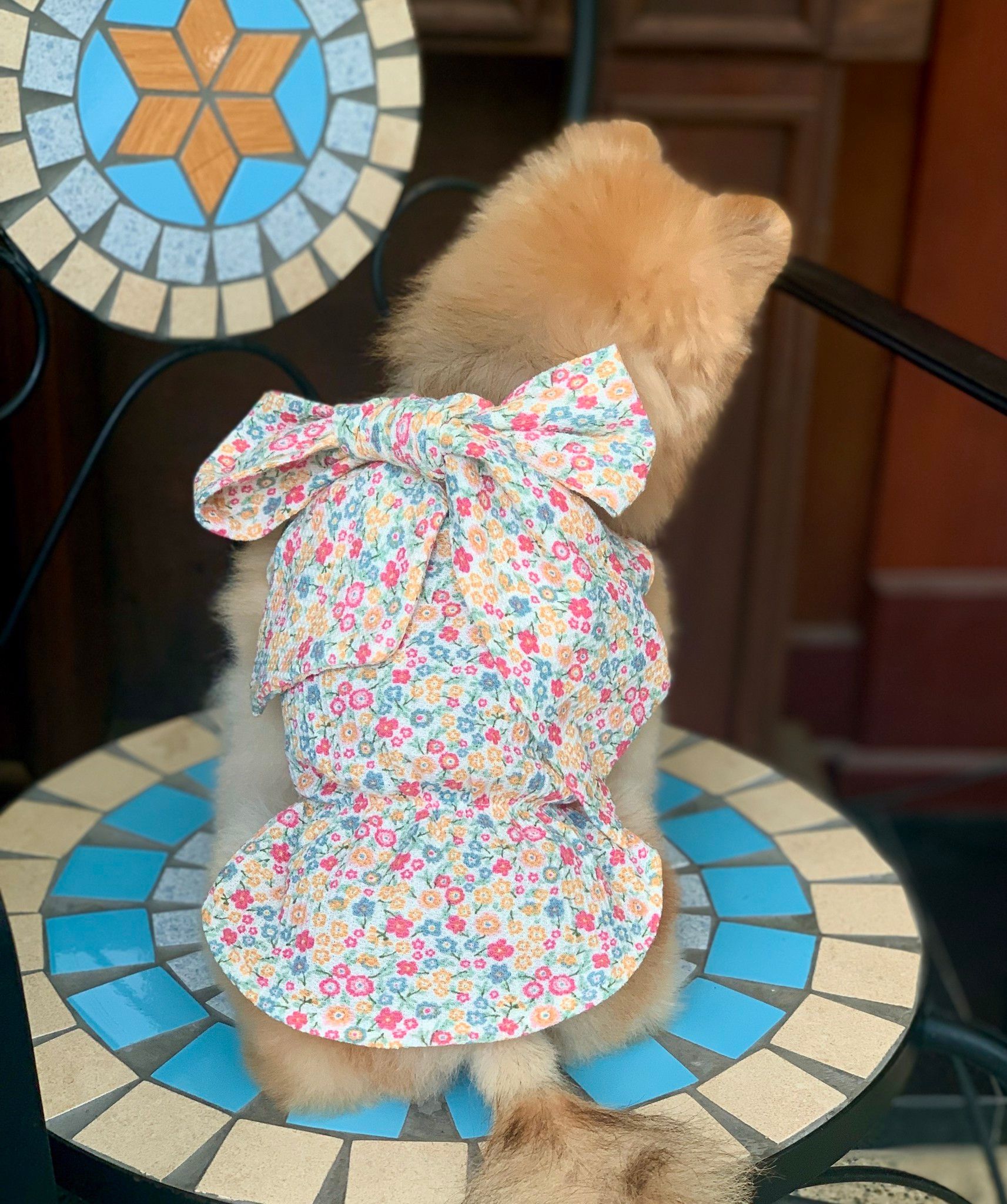  Đầm Spring Season Ribbon I Am Dog 