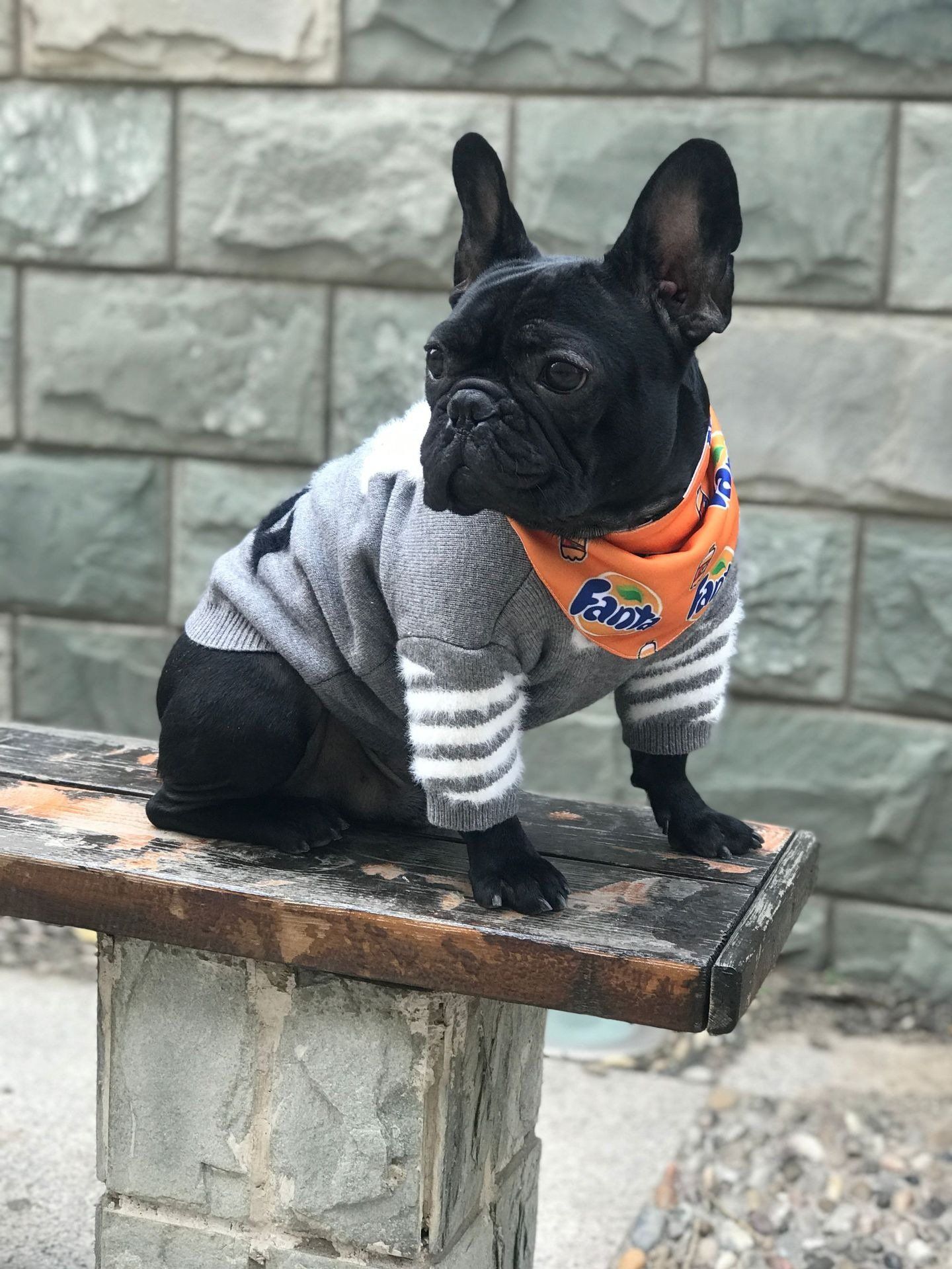  Áo len Off-white cho thú cưng 