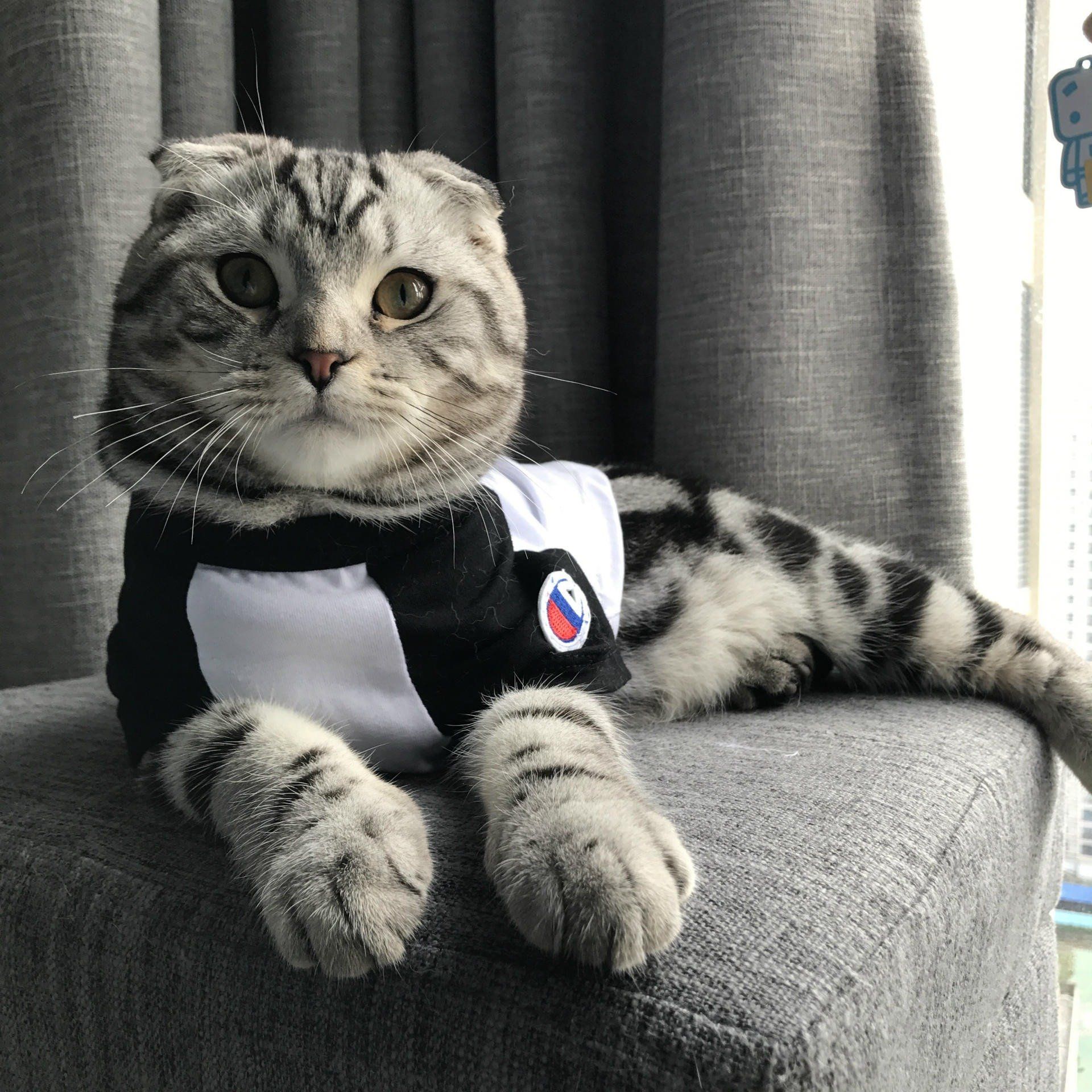  Áo thun Champion cho thú cưng 