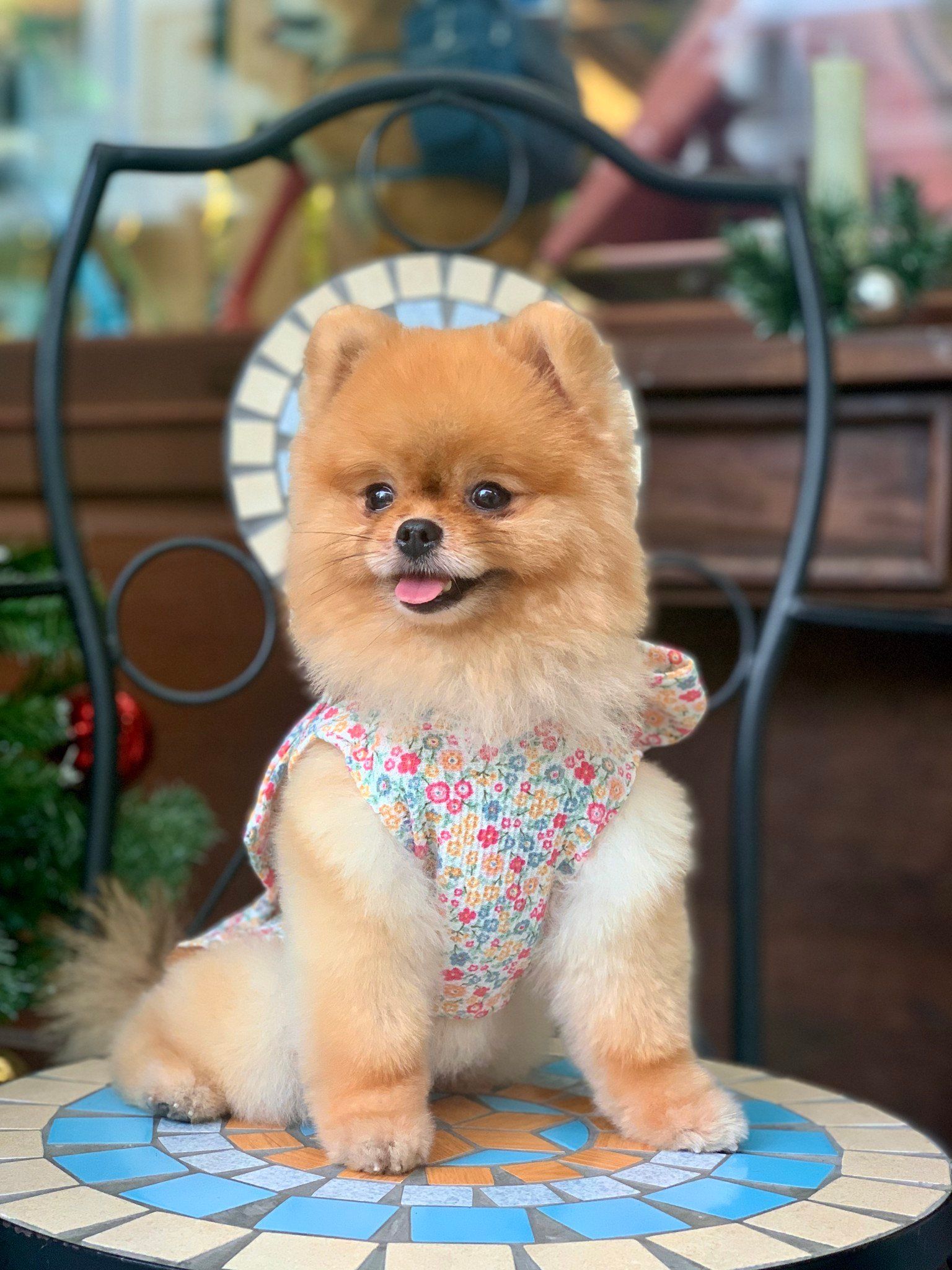  Đầm Spring Season Ribbon I Am Dog 