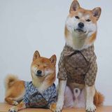  Áo sơmi hoạ tiết GG 