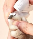  Kềm cắt móng Petkit 