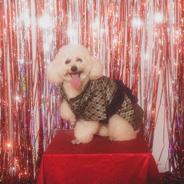  Áo Palm Kimono Pawsee 