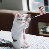  Gậy Chọc Mèo Touchcat 