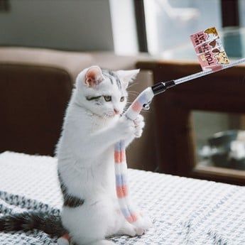  Gậy Chọc Mèo Touchcat 