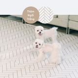  Thảm nhảy chống trượt Dfang 