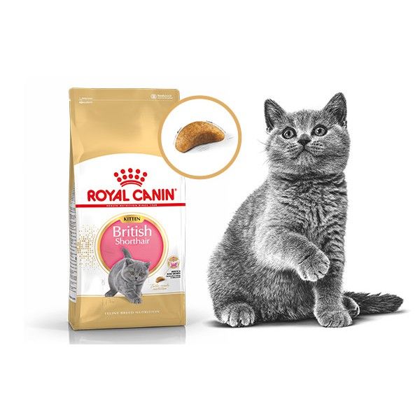  Thức ăn mèo con British Shorthair Kitten Royal Canin 2kg 
