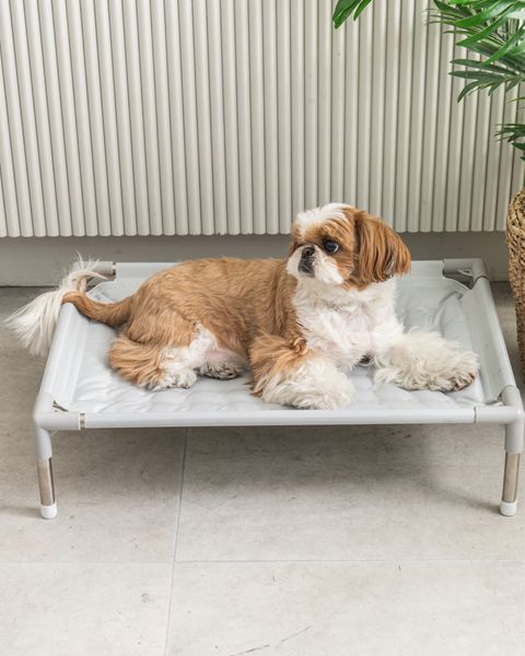  Giường thảm nằm mát cho chó mèo Dfang 