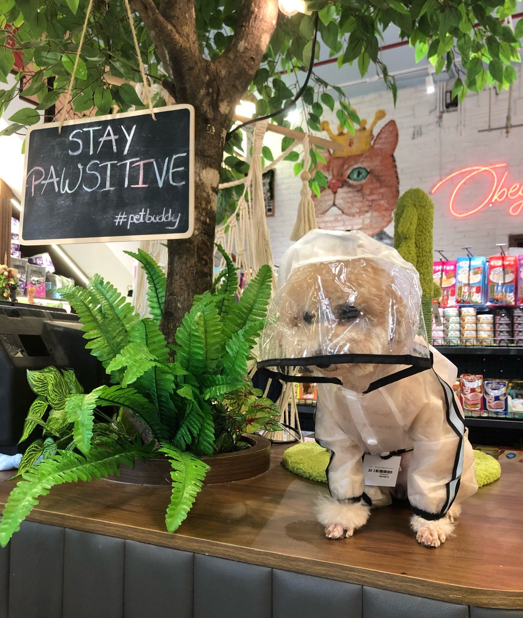  Áo mưa trong suốt cho thú cưng 