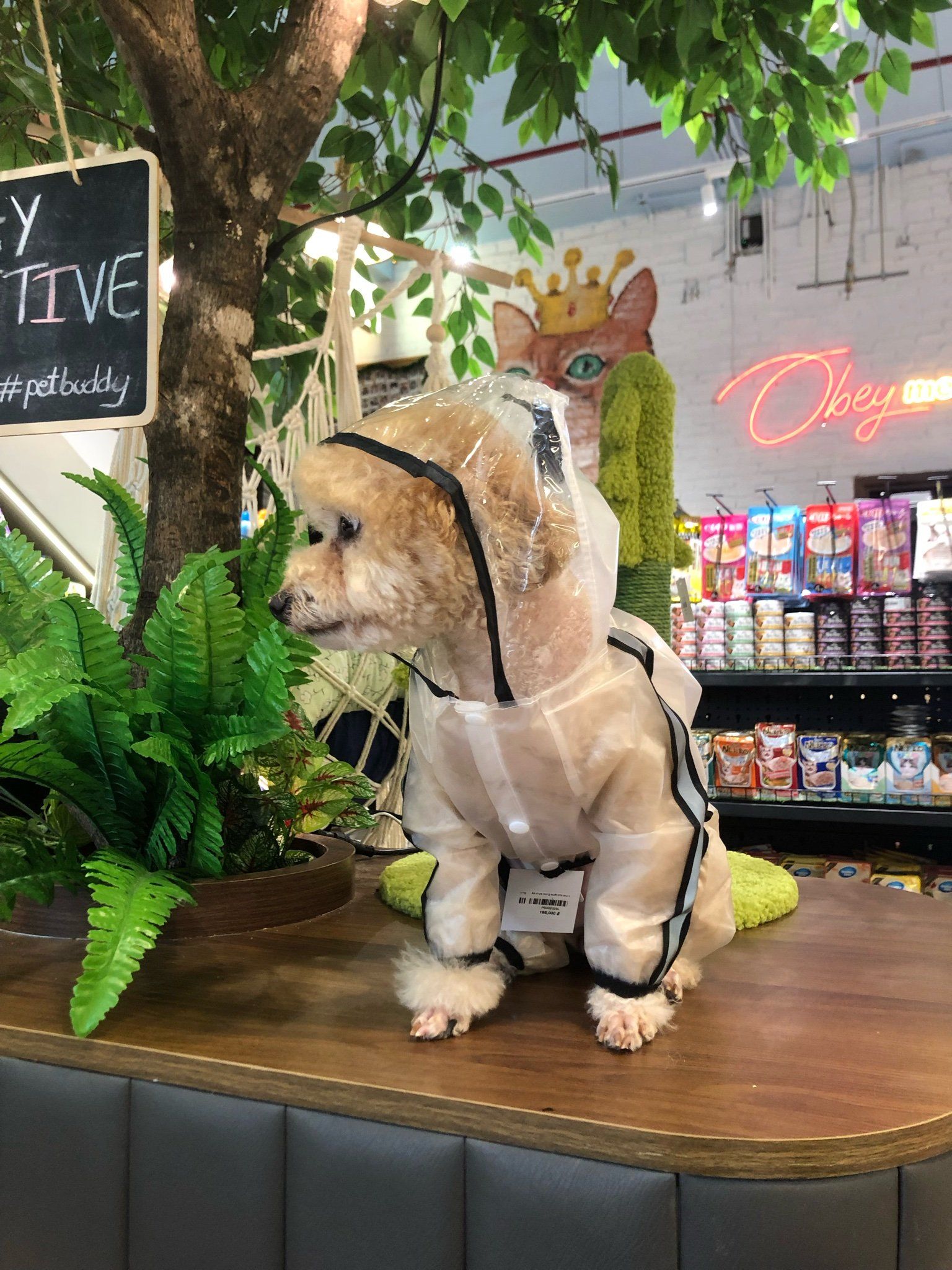  Áo mưa trong suốt cho thú cưng 