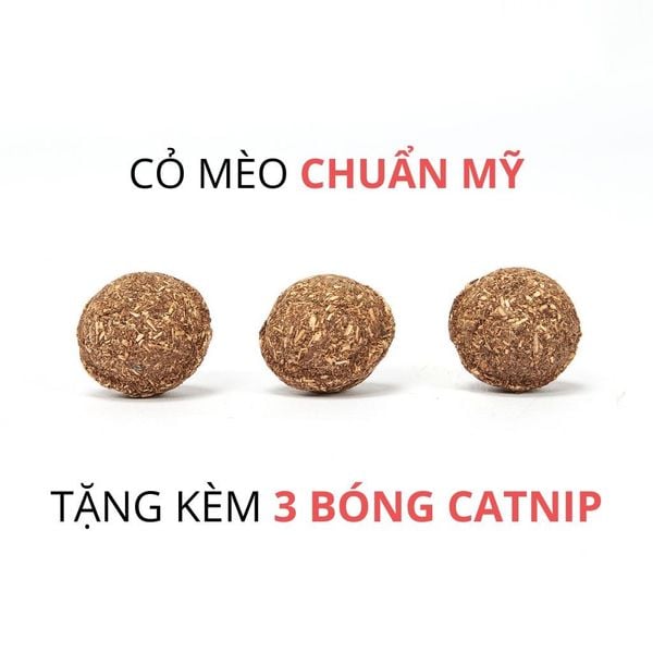  Vẹt đồ chơi cho mèo có catnip FOFOS 