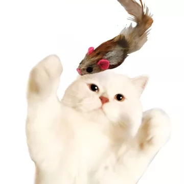  Đồ chơi chuột lông gà M CattyMan 