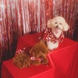  Áo Bloom Kimono Pawsee 