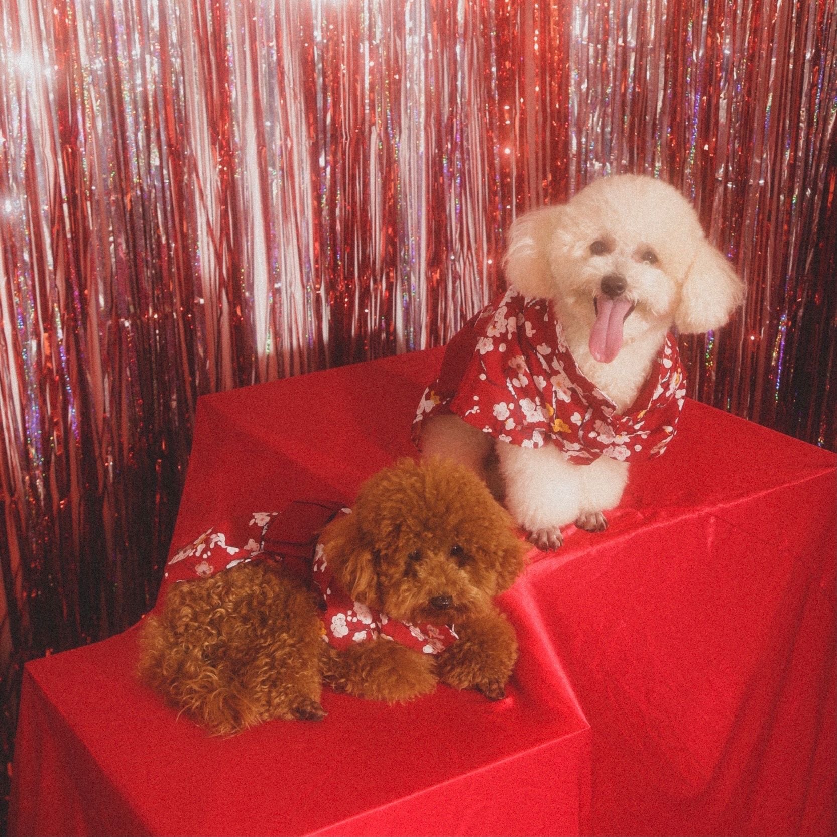  Áo Bloom Kimono Pawsee 