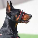  Rọ mõm cho chó thoáng khí điều chỉnh được 