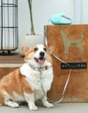 Dây dắt tự động có đèn Hipidog Touch Light 