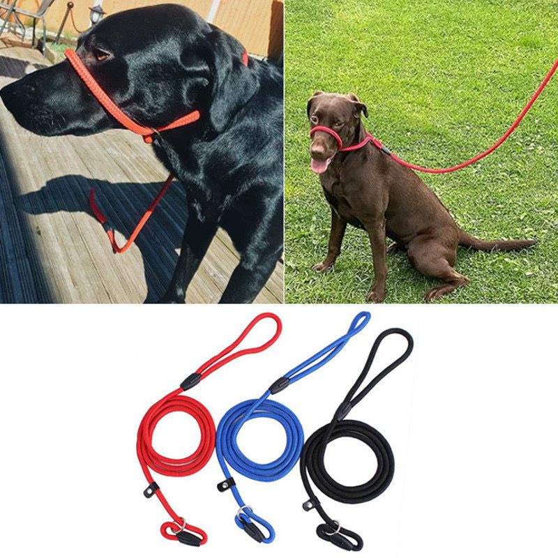  Dây dắt vòng cổ tập đi dạo cho chó 