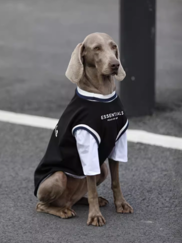  Áo thun Essentials cho thú cưng 
