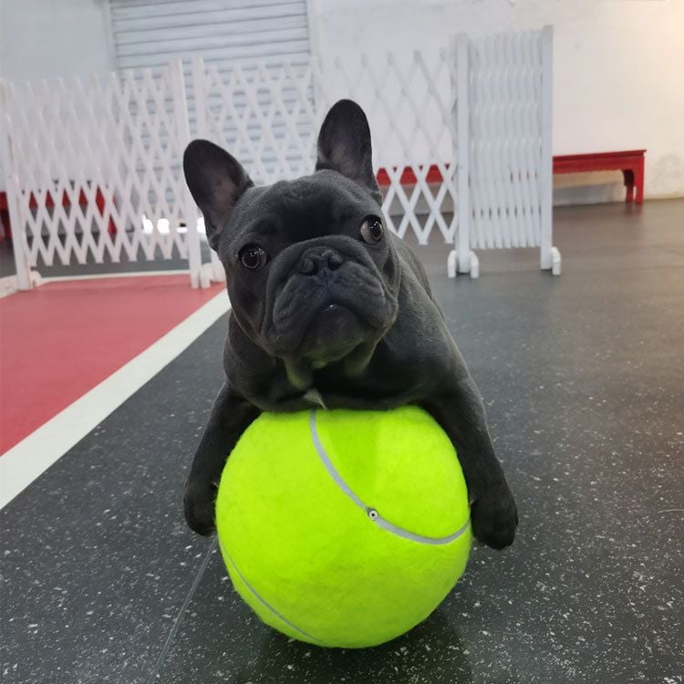  Banh Tennis bơm hơi lớn cho chó 