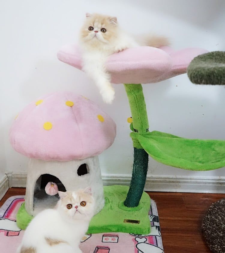  Catree hoa nhà nấm 