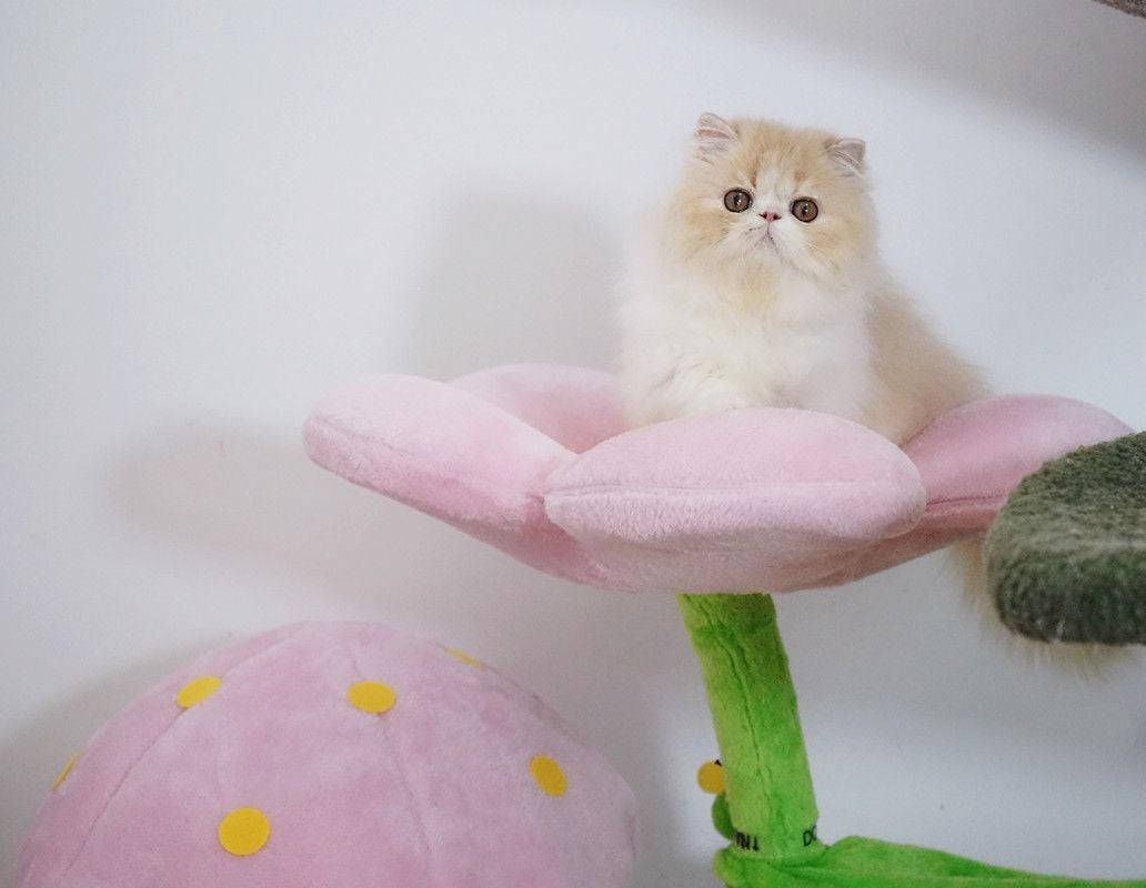  Catree hoa nhà nấm 