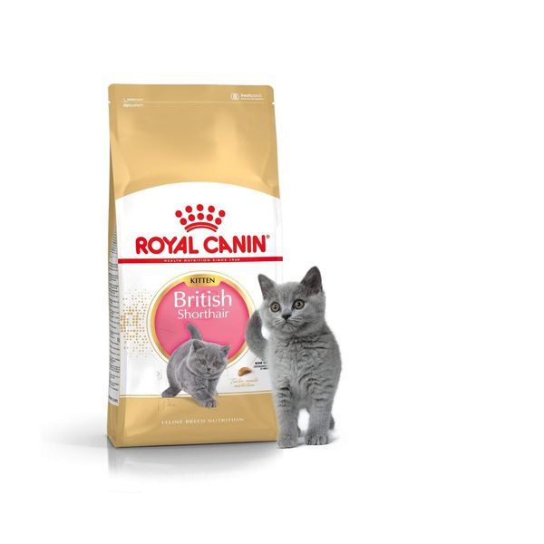  Thức ăn mèo con British Shorthair Kitten Royal Canin 2kg 