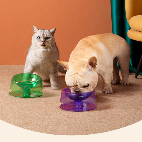  Chén ăn đơn điều chỉnh độ nghiêng 