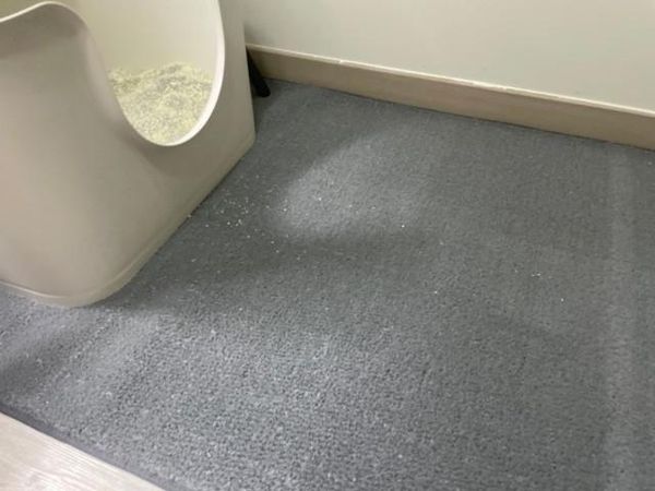  Thảm cho mèo hạn chế bám cát Dfang 