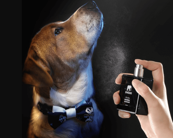  Nước Hoa Enoug Cho Thú Cưng 