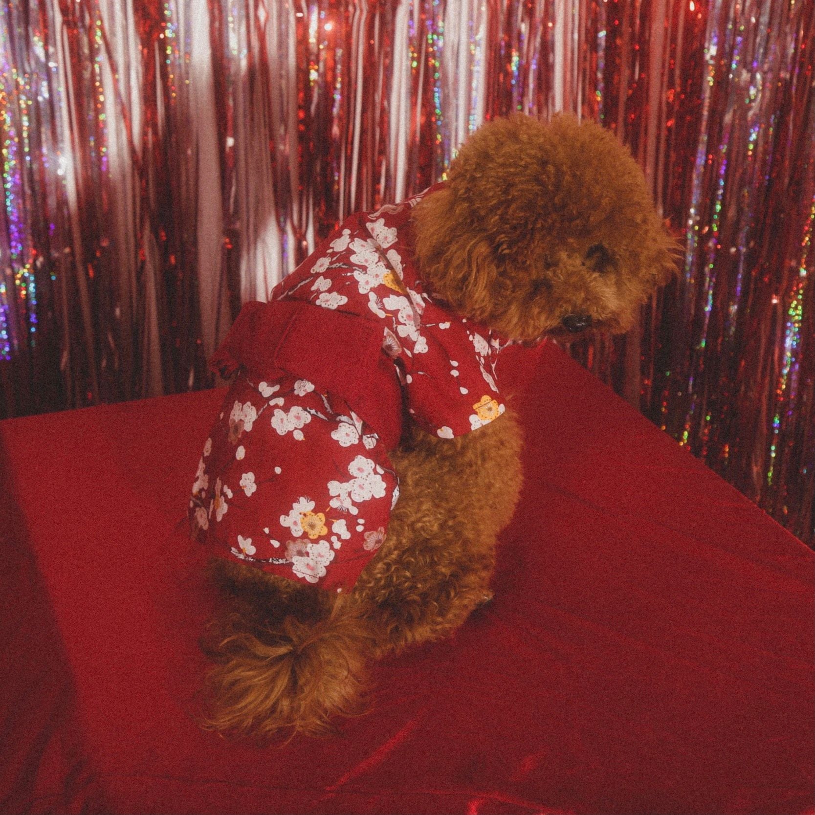  Áo Bloom Kimono Pawsee 