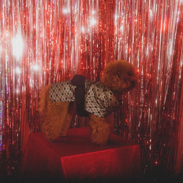  Áo Palm Kimono Pawsee 