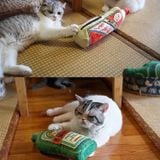  Đồ chơi gối bông nhồi catnip cho mèo 