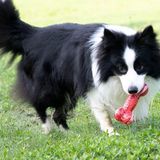  Xương gặm chút chít cho cún Gigwi G-Blink 