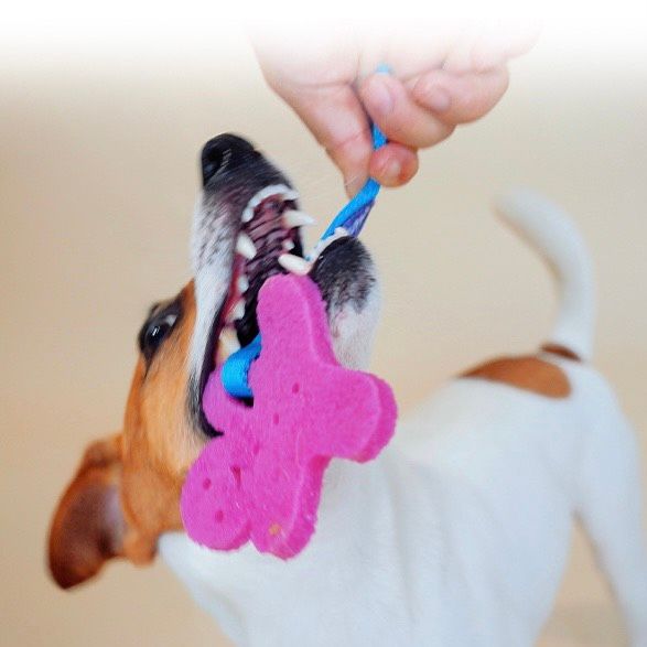  Đồ chơi gum gặm Gigwi Suppa Puppa cho cún 