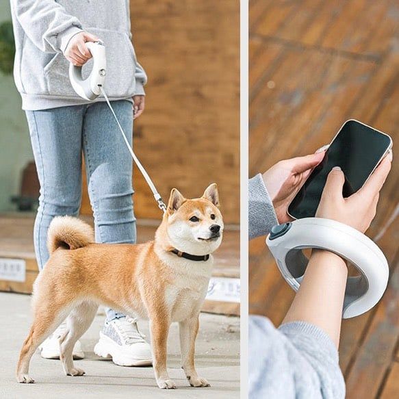  Dây dắt tự động có đèn hình tròn 