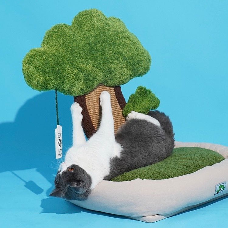  Catree cổ thụ kèm nệm ngủ cho mèo 