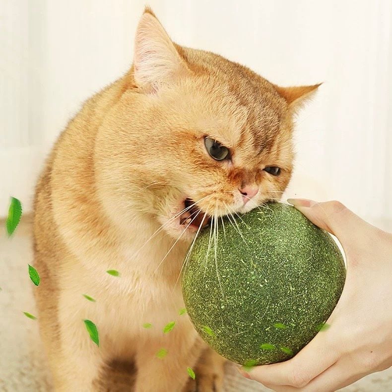  Banh catnip bự 