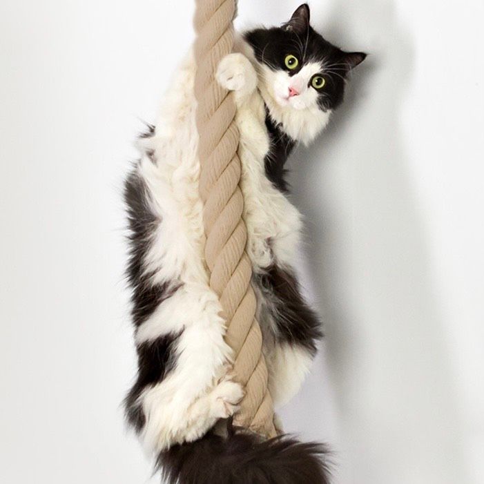  Dây thừng cào móng gắn tường cho mèo 
