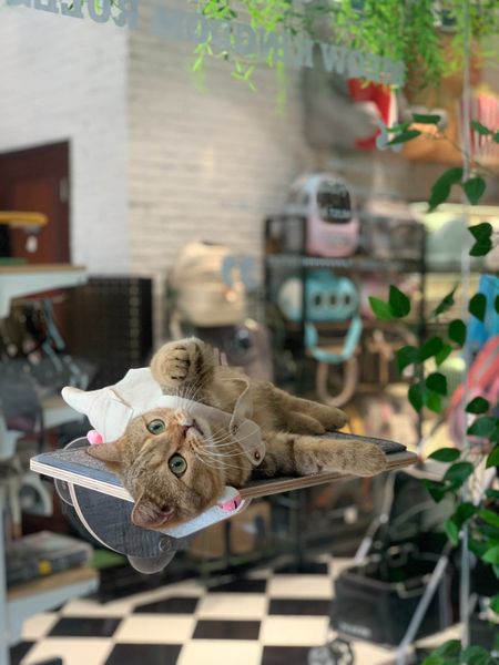  Bậc nằm cho mèo gắn kính 