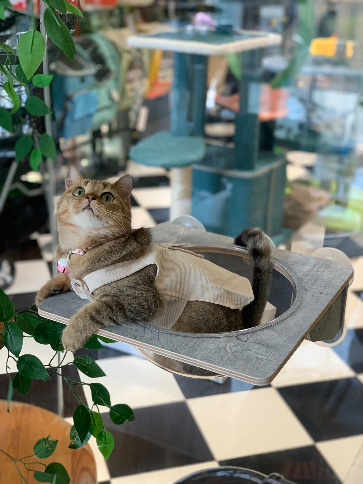  Chậu kính nằm cho mèo gắn tường Joycat 